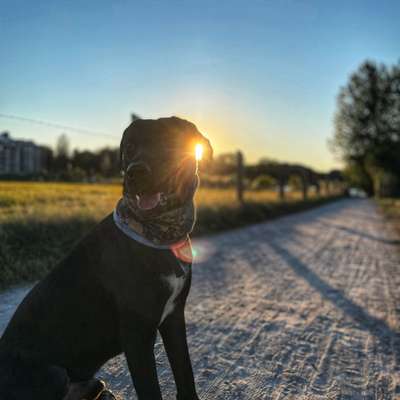 Hundetreffen-Hunde Runde in und um Bad Zwischenahn am liebsten Samstag Vormittag-Bild