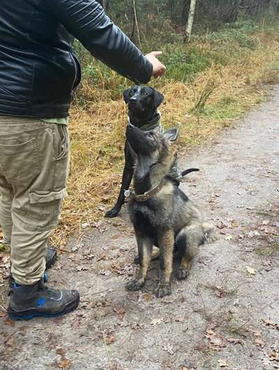 Hundetreffen-Gassi gehen im Wald mit Spiel und Spaß 🐶-Bild