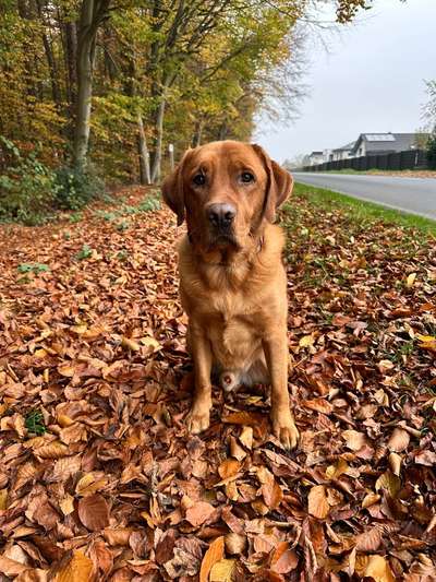 Hundetreffen-Spielen/ gemeinsames spazieren-Bild