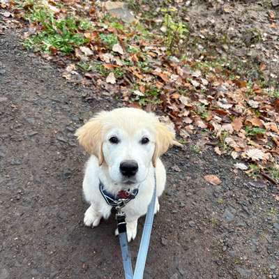 Hundetreffen-Welpentreffen,Spieltreffen in Heusweiler-Bild