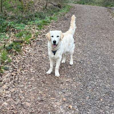 Hundetreffen-Gassirunde und Spieltreffen in Heusweiler-Bild