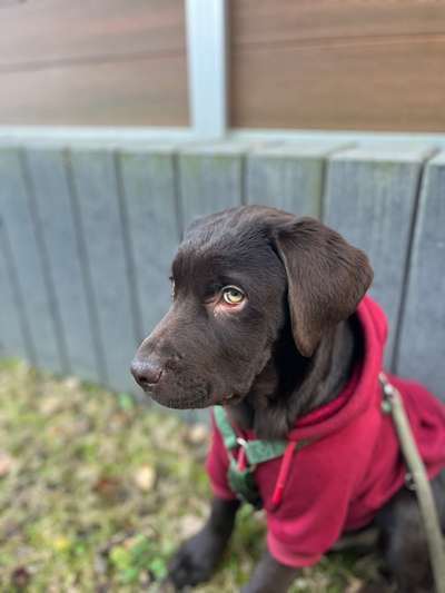 Hundetreffen-Welpentreff zum spielen mit Vito-Bild