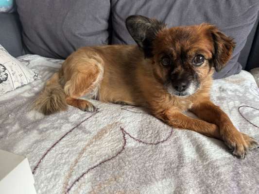 Auslandstierschutz-Beitrag-Bild