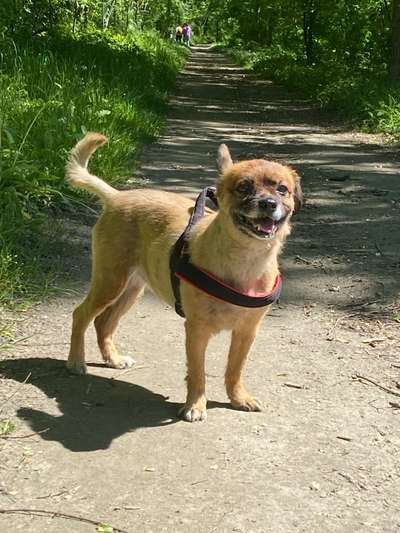 Auslandstierschutz-Beitrag-Bild