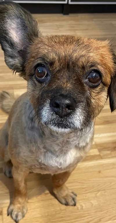 Welpen Bilder !-Beitrag-Bild