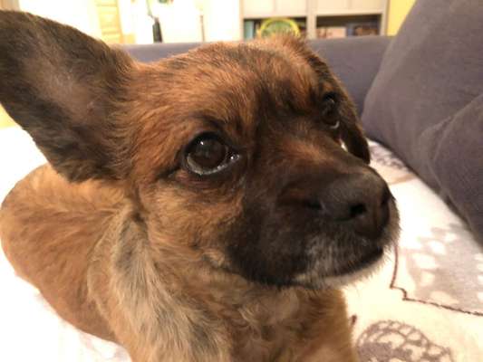 Mischlingshunde Foto Aufruf-Beitrag-Bild