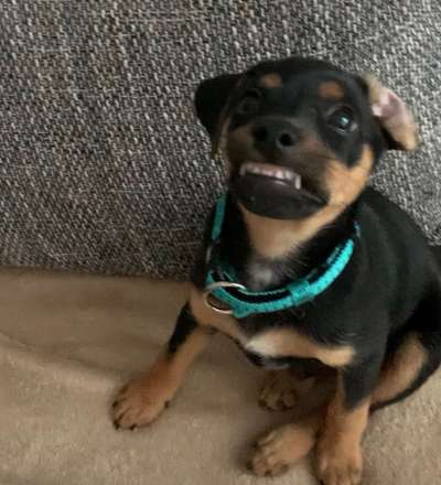 Hier ist der Spaßthread. Zum Schmunzeln und Kaputtlachen-Beitrag-Bild