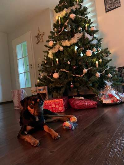 Dogorama Photo Challenge - Bescherung-Beitrag-Bild