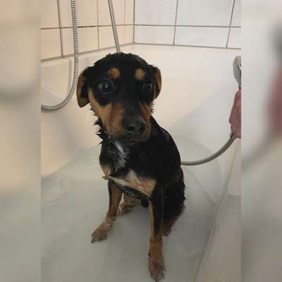 Dogorama-Monats-Challenge-Mai "Wasser"-Beitrag-Bild