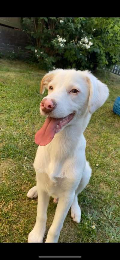 Welpen Bilder !-Beitrag-Bild