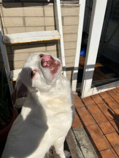 Wie heißt dein Hund?-Beitrag-Bild