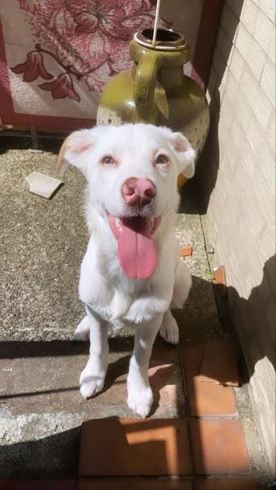 Rassen Spekulation-Beitrag-Bild