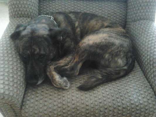 Auslandstierschutz-Beitrag-Bild