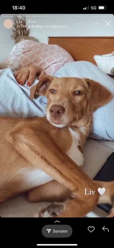 Podenco/Mischlinge hier? :-)-Beitrag-Bild