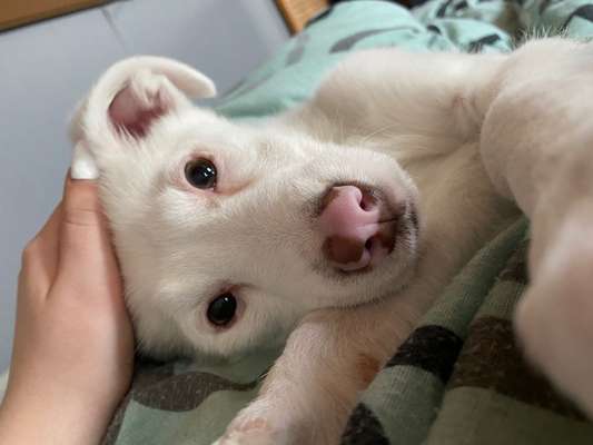 Zeigt her eure Hundenasen-Beitrag-Bild