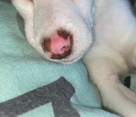 Zeigt her eure Hundenasen-Beitrag-Bild