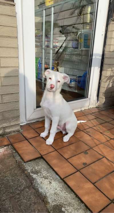 Hunde aus dem Tierschutz: Bulgarien-Beitrag-Bild