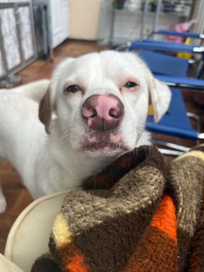 Zeigt her eure Hundenasen-Beitrag-Bild