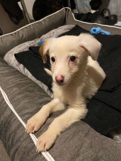 Welpen Bilder !-Beitrag-Bild