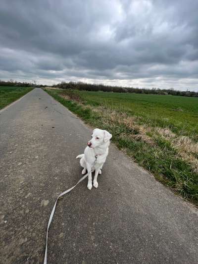 Zeigt her eure Junghunde :)-Beitrag-Bild