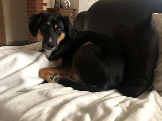 Mischlingshunde Foto Aufruf-Beitrag-Bild