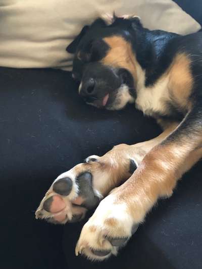 Mischlingshunde Foto Aufruf-Beitrag-Bild