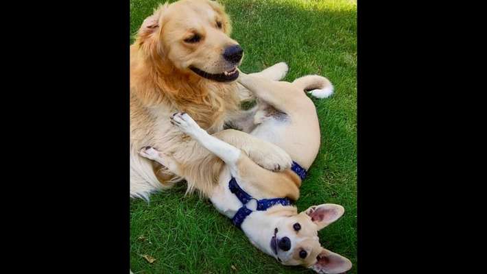 Bester Freund, Hundekumpel - zeigt her!-Beitrag-Bild