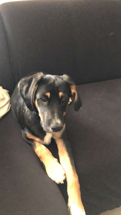 Mischlingshunde Foto Aufruf-Beitrag-Bild