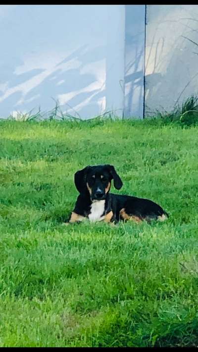 Mischlingshunde Foto Aufruf-Beitrag-Bild