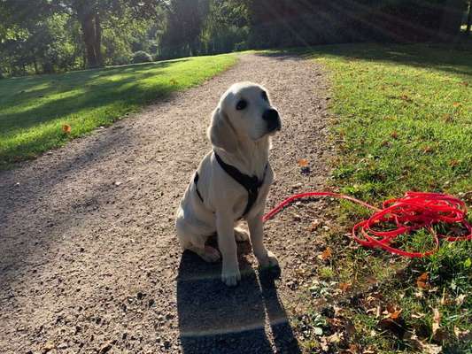 Die Dogorama Kalender Challenge Titelbild-Beitrag-Bild