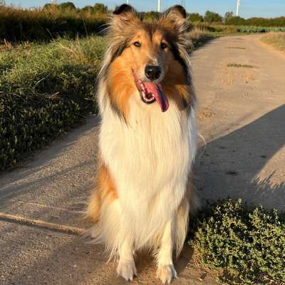 Hundetreffen-Nala sucht Spiel- und Trainingsgefährten 🥰🐕-Bild