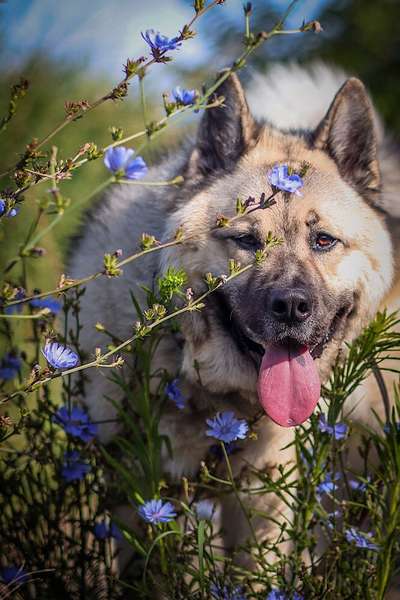 Zeigt mal die schönsten Bilder von euren Hunden !-Beitrag-Bild