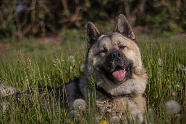 Akita Inu/American Akita (Mix) halter.-Beitrag-Bild