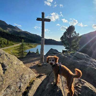 Hundetreffen-Hundespielpartner-Bild