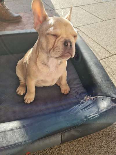 Welpen Bilder !-Beitrag-Bild