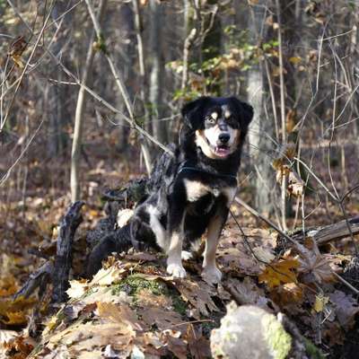 Hundetreffen-hunde Karow, Neue Wiesen-Bild