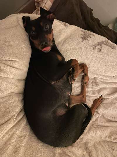 Wie heißt dein Hund?-Beitrag-Bild