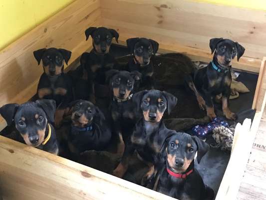 Postet das beste Foto von euren 4 beinern-Beitrag-Bild