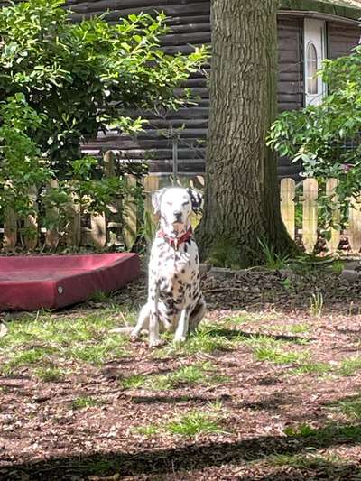 Wie heißt dein Hund?-Beitrag-Bild