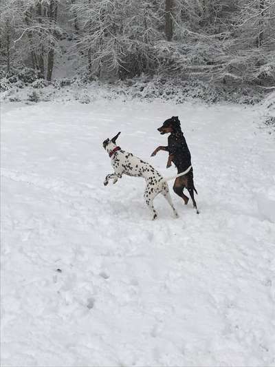 Fotochallenge 61 ~ Schnee-Beitrag-Bild