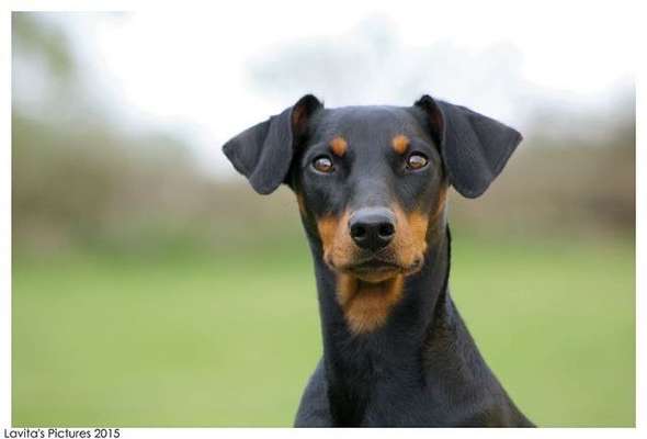 Wie heißt dein Hund?-Beitrag-Bild