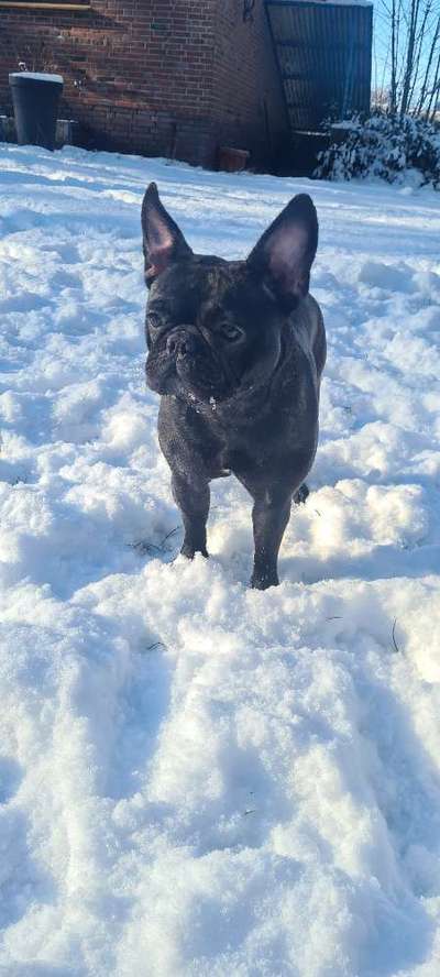 Dogorama Photo Challenge - Winterstimmung-Beitrag-Bild