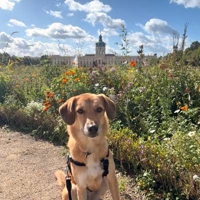 Hundetreffen-Hundekumpels am Lietzensee gesucht-Bild