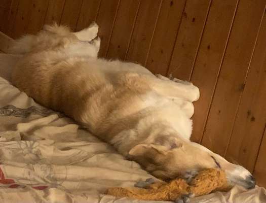 Dogorama Photo Challenge - Zeit ins Bett zu gehen-Beitrag-Bild