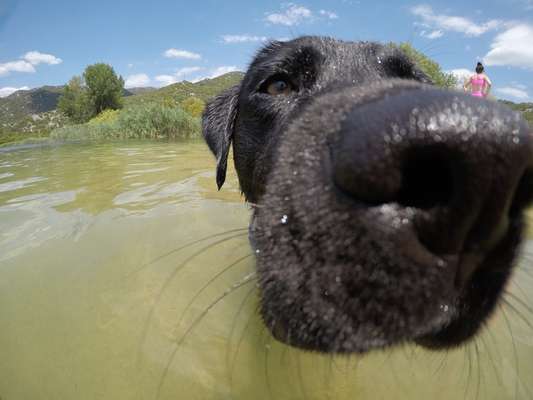 Zeigt mir die tollste Nahaufnahme von eurer Fellnase-Beitrag-Bild