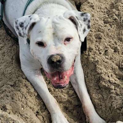 Hundetreffen-Gassirunde Blücherpark-Bild