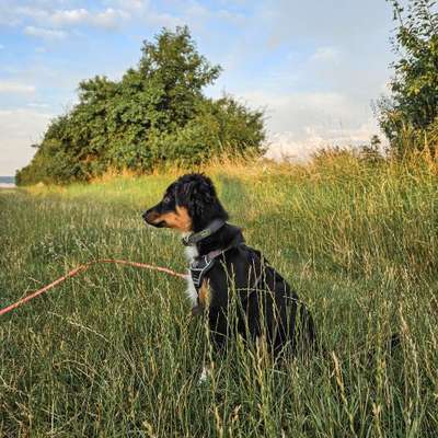 Hundetreffen-Gemeinsamer Spaziergang ohne Kontakt-Bild