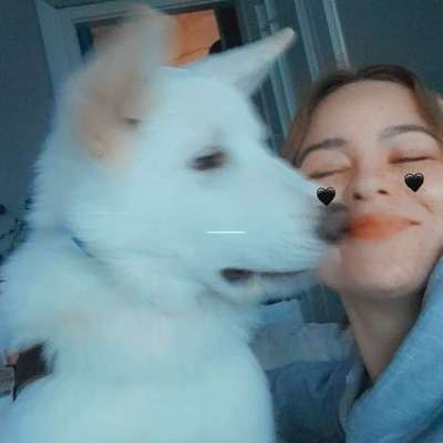 Hundetreffen-Spielkumpel gesucht-Bild