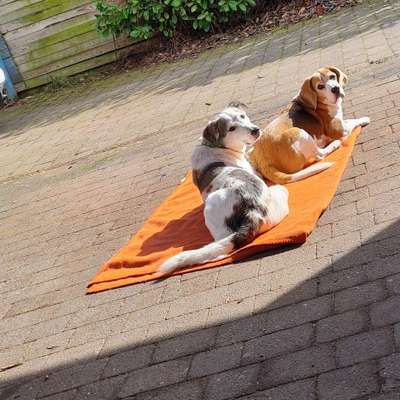 Hundetreffen-Beagletreffen-Bild