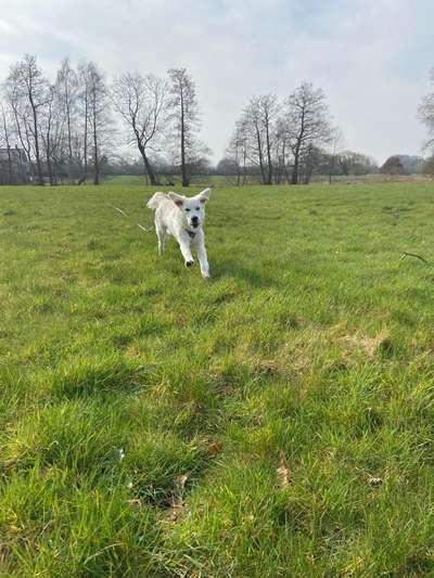 Hundeauslaufgebiet-Wiese zum Rennen-Bild